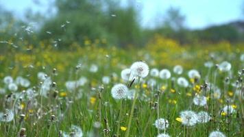 Field of dandelions in a meadow video