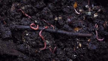 close-up van groep eartworms in compost video
