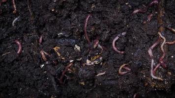 Compost Earthworm Colony video
