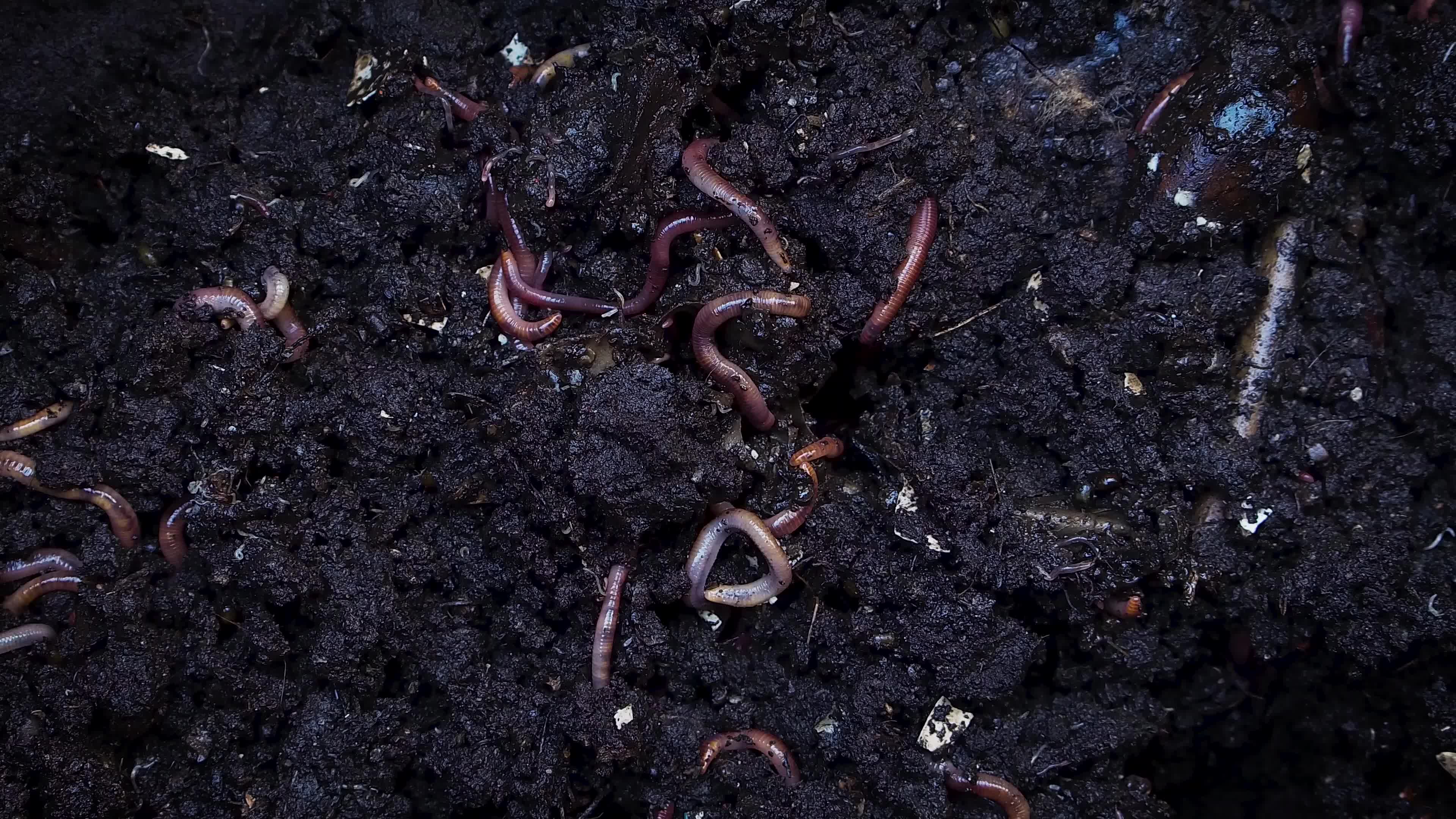 земля после дождевых червей