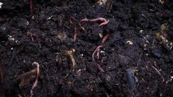Group Of Earthworms A video