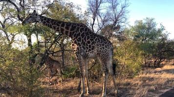 girafa africana pastando em uma árvore video