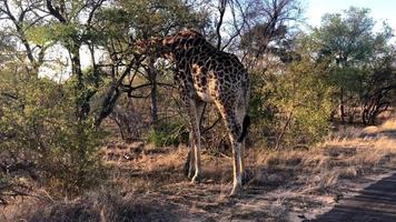 jirafa africana pastando de un árbol video
