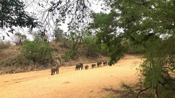 Troupeau d'éléphants marchant vers le point d'eau video