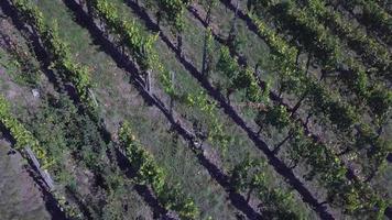 luchtfoto van een wijngaard in de herfst video