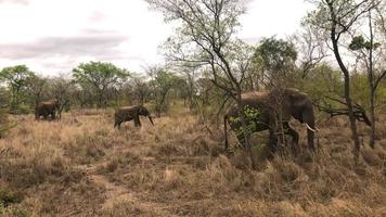 Elephants grazing in the savannah video