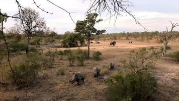 rhinocéros et éléphants au coucher du soleil video