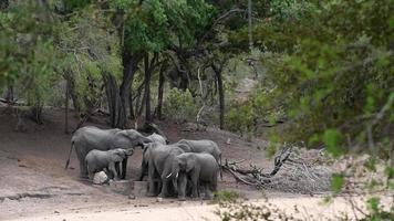 afrikanska elefanter dricker vatten video