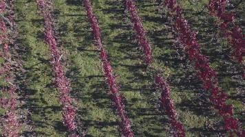 luchtfoto van een wijngaard in de herfst video