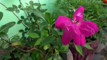 rosa rosa en un jardín de verano video