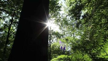 Sonnenlicht im grünen Wald während der Sommerzeit video