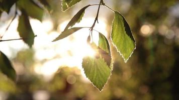 follaje de árbol verde en la luz del sol video