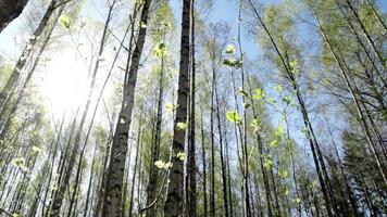 tir de curseur dans une forêt ensoleillée video