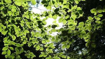 follaje de árbol verde en la luz del sol