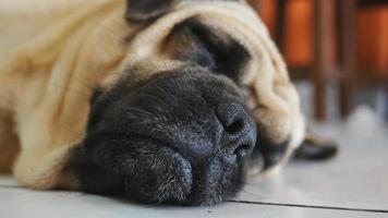 respirazione del cane che dorme video