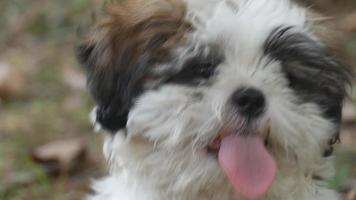 en liten hund med tungan ute video