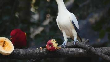 oiseaux mangeant des fruits sur un arbre video