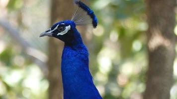 A Curious Peacock  video
