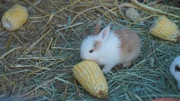 Bunnies Eating Corn  video