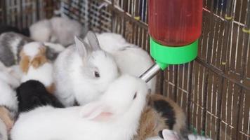 coelhos bebendo água video
