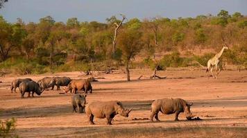 rinocerontes y una jirafa al atardecer. video