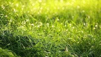 Green Grass Background  video