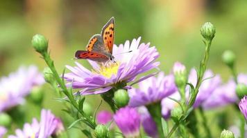 vlinder op zomerbloemen close-up video
