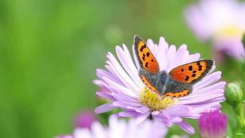 vlinder op zomerbloemen close-up video