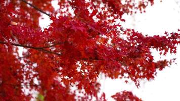 Red maple leaf video