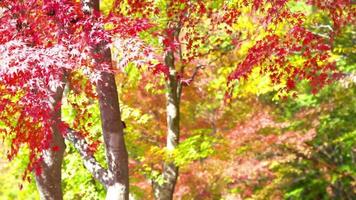 feuilles d'érable rouge video