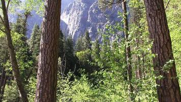 A Forest in the Floor of Yosemite Valley video