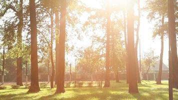 pôr do sol em um parque de verão video