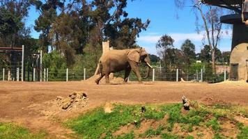 olifant wandelen in kooi in dierentuin 4k video