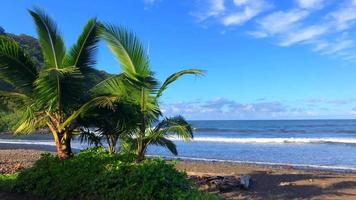 palmiers au bord de l'océan à hawaii 4k video