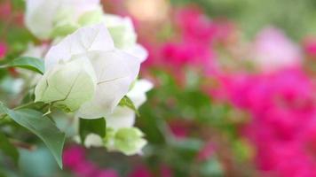 mooie bougainvillea bloem video