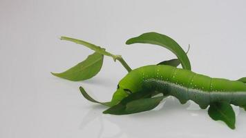 A Green Caterpillar video