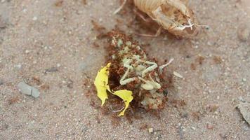 colonia de hormigas comiendo un insecto video