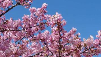 Japanese Pink Cherry Blossom  video