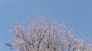 la floraison des cerisiers japonais video