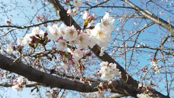 la floraison des cerisiers japonais video