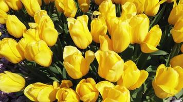 Yellow Tulips Field  video