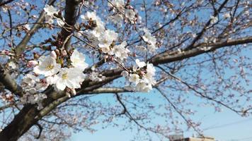 Flor de cerejeira japonesa video