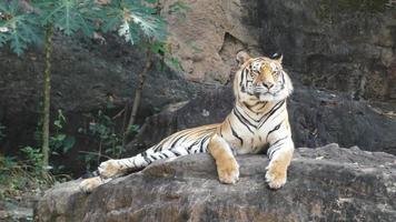 Tiger Stock Video Footage for Free Download Tiger Stock Video Footage for Free Download