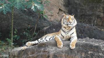 un tigre sur les rochers video