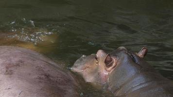 bébé hippopotame nageant avec sa mère