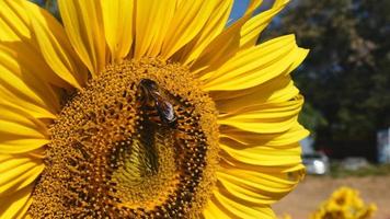 bijen op de zonnebloem