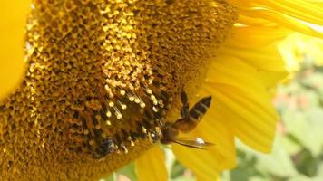 Bienen auf der Sonnenblume video