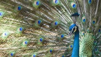 A Peacock Close-up  video