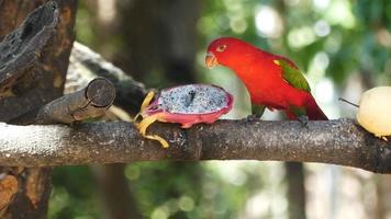 rode papegaai die een pitaya eet