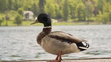 Majestic duck standing near lake in scenic area video